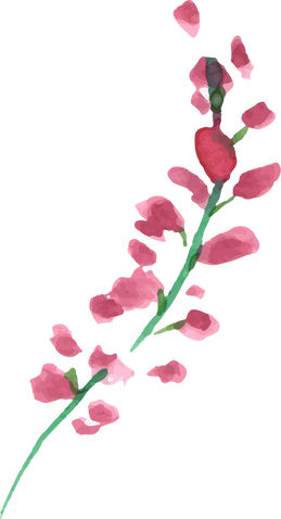 Watercolor Flower Plant Illustration