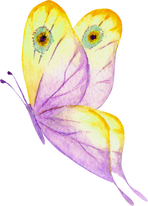 Multicolor Watercolor Butterfly