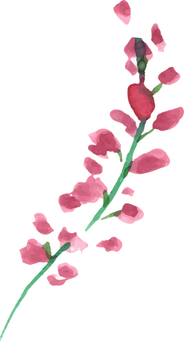 Watercolor Flower Plant Illustration