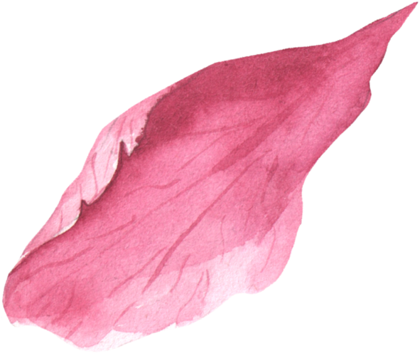 Watercolor Illustration of Pink Peony
