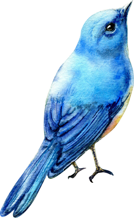 Watercolor Bird