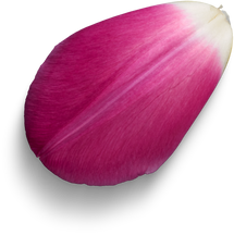 pink tulip petal