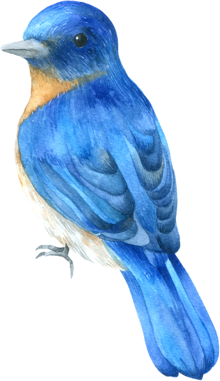 Watercolor Blue Bird
